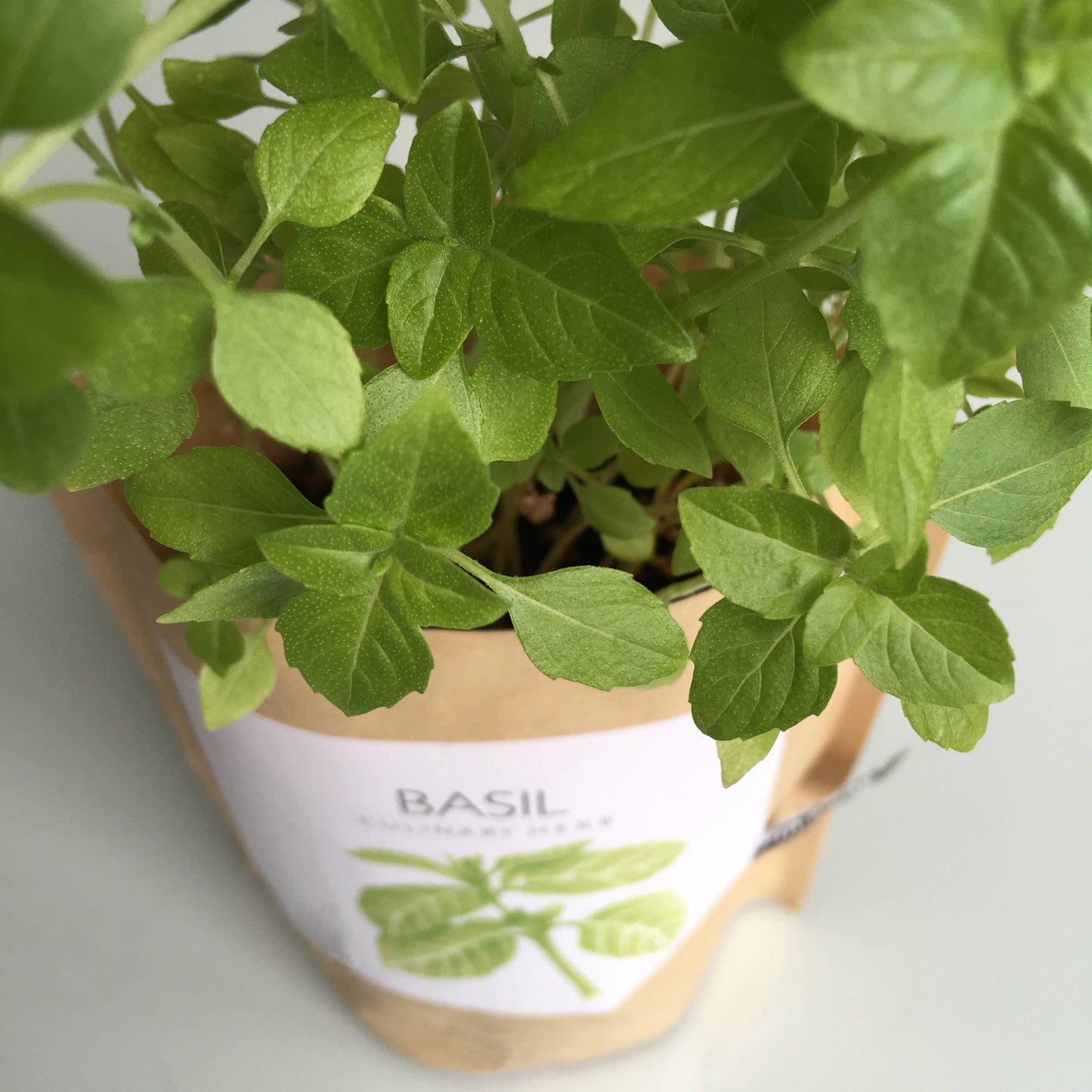 Basil