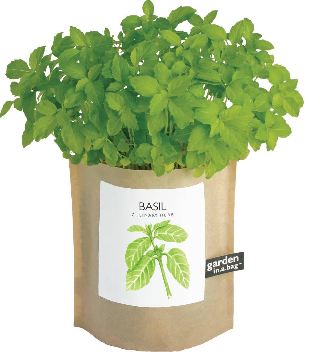 Basil
