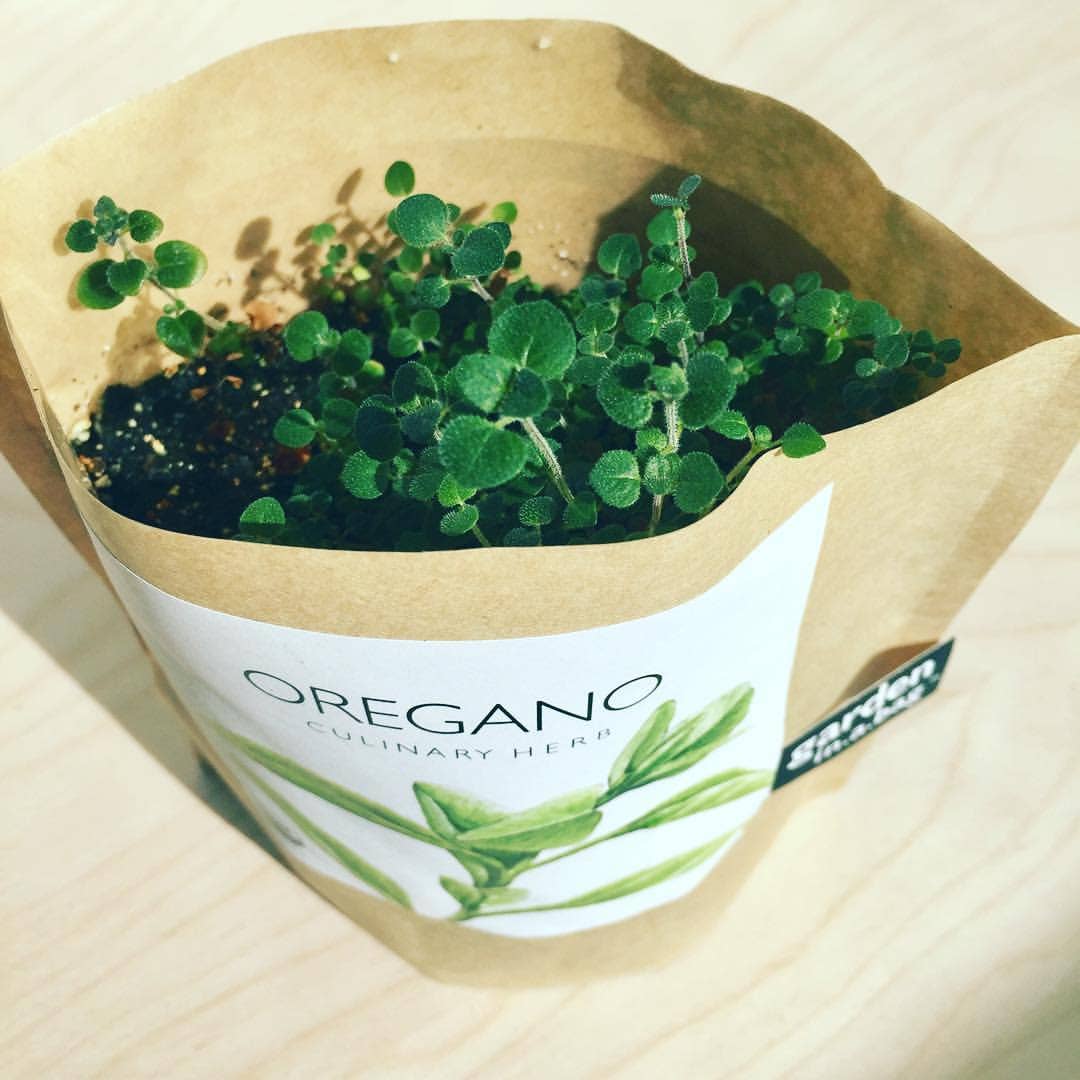 Oregano
