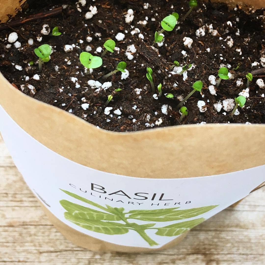 Basil