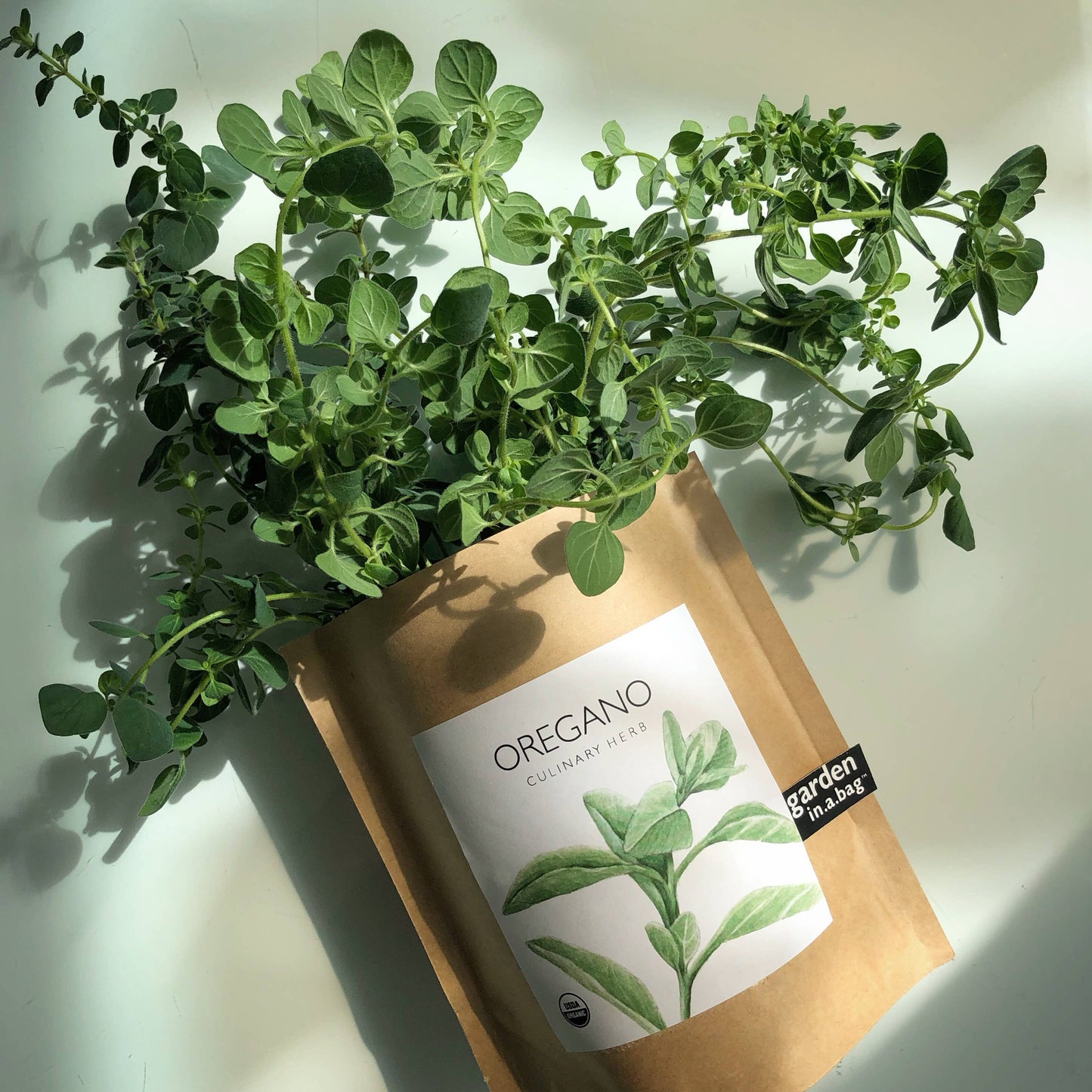 Oregano