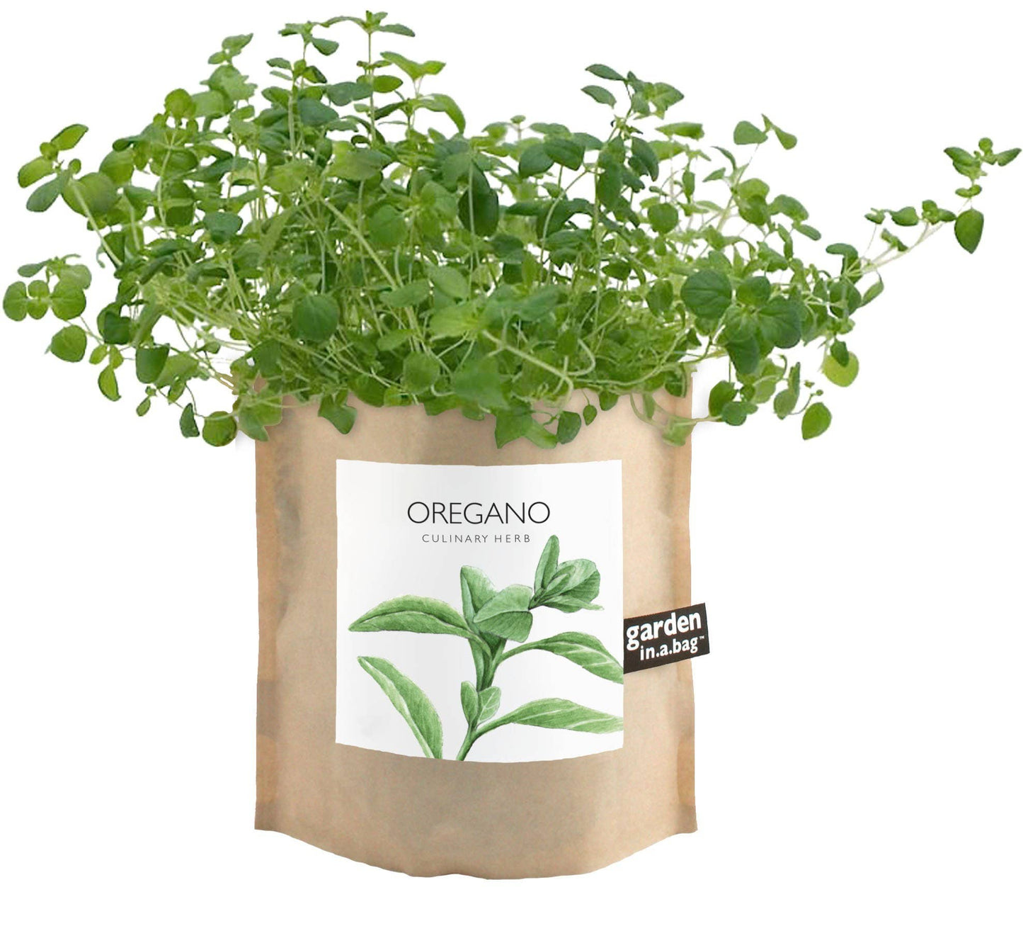 Oregano