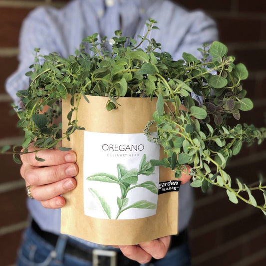 Oregano