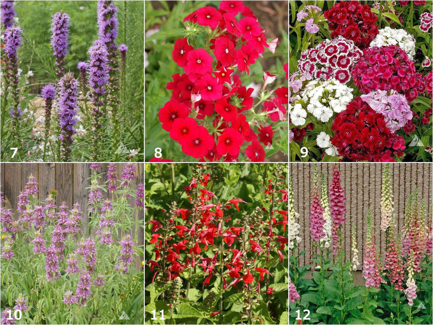 Scatter Garden