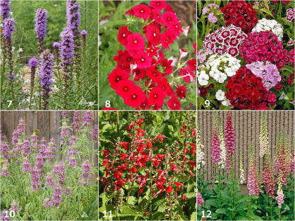 Scatter Garden