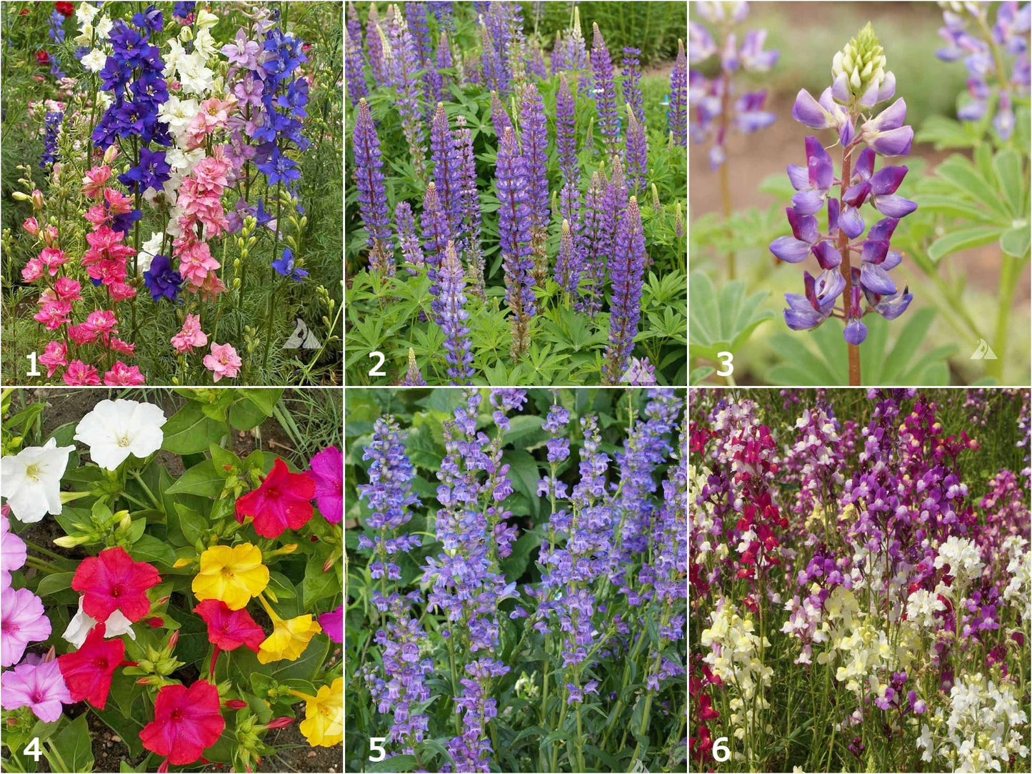 Scatter Garden