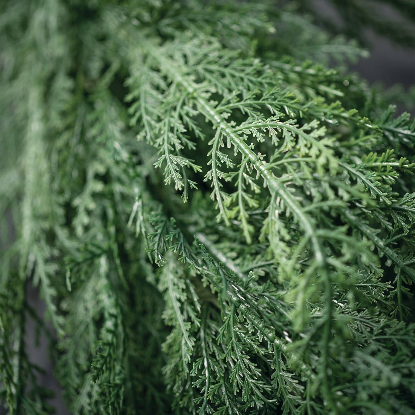 Cedar Wreath